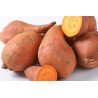 Patates douces bio CH 5kg